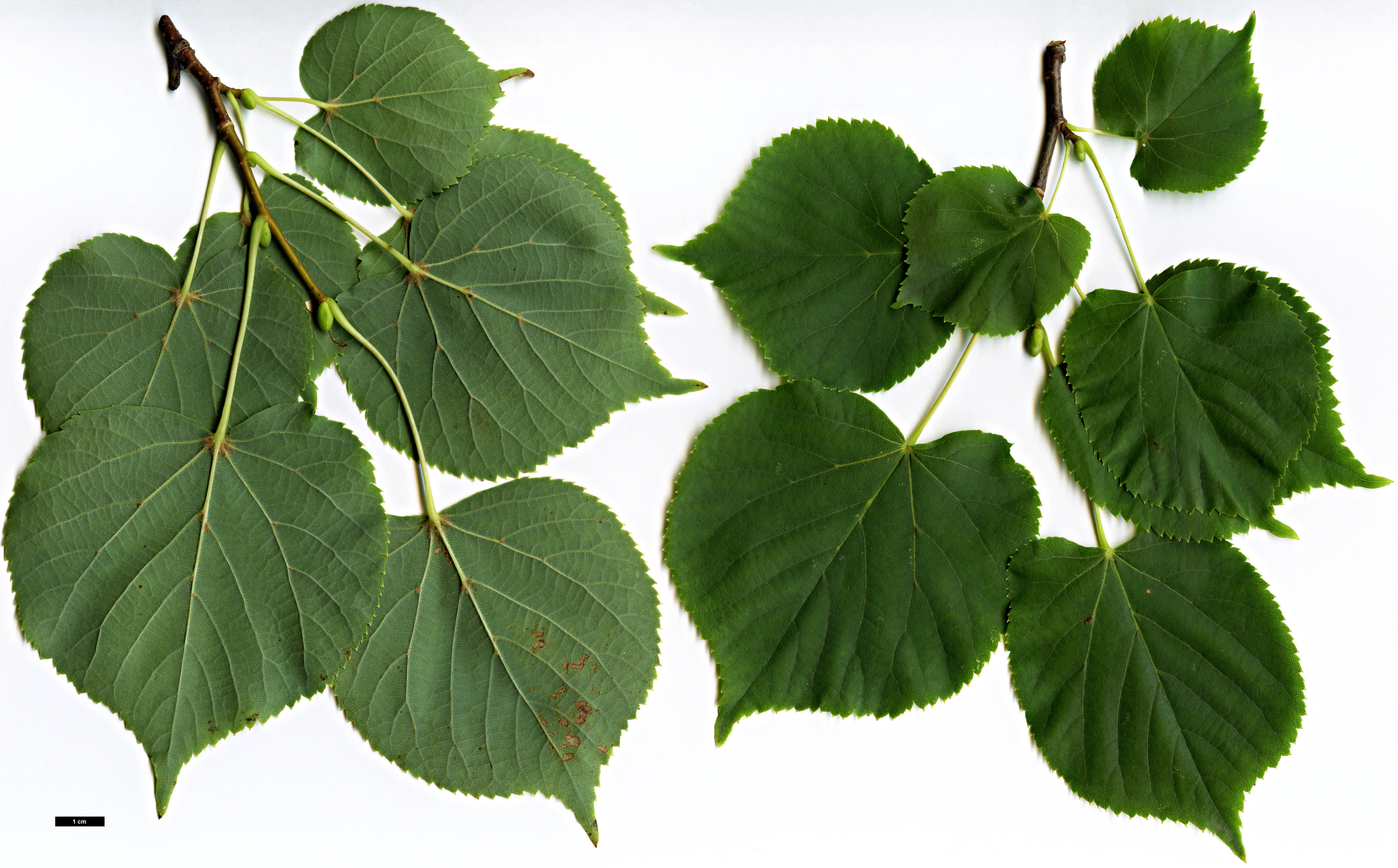 High resolution image: Family: Malvaceae - Genus: Tilia - Taxon: ×europaea - SpeciesSub: 'Lappen' (T.cordata × T.platyphyllos)